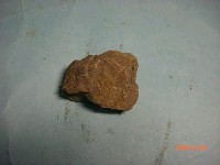 藏品(魚骨)的圖片